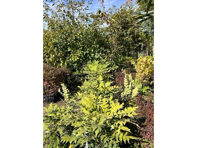 Ca. 25x sierstruik, aucuba 'variegata', e.a., sierheester, bloei/herfstverkleuring, ca. 30-60 cm hoog - afbeelding 9 van  10