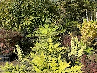 Ca. 25x sierstruik, aucuba 'variegata', e.a., sierheester, bloei/herfstverkleuring, ca. 30-60 cm hoog - afbeelding 9 van  10