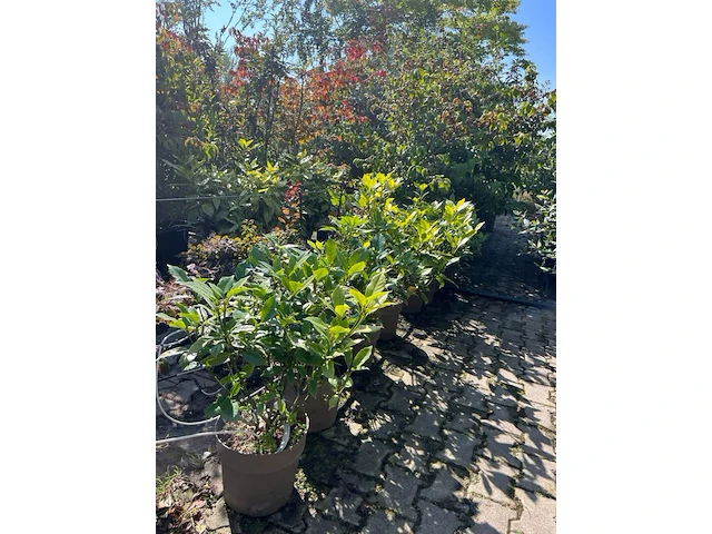Ca. 25x sierstruik, aucuba 'variegata', e.a., sierheester, bloei/herfstverkleuring, ca. 30-60 cm hoog - afbeelding 10 van  10
