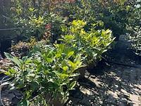 Ca. 25x sierstruik, aucuba 'variegata', e.a., sierheester, bloei/herfstverkleuring, ca. 30-60 cm hoog - afbeelding 10 van  10