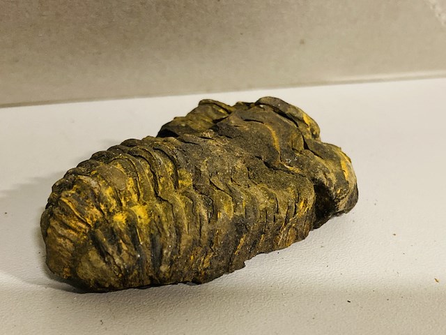 Ca. 26x trilobiet fossiel - afbeelding 2 van  6