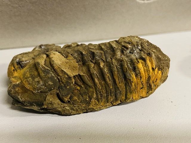 Ca. 26x trilobiet fossiel - afbeelding 3 van  6