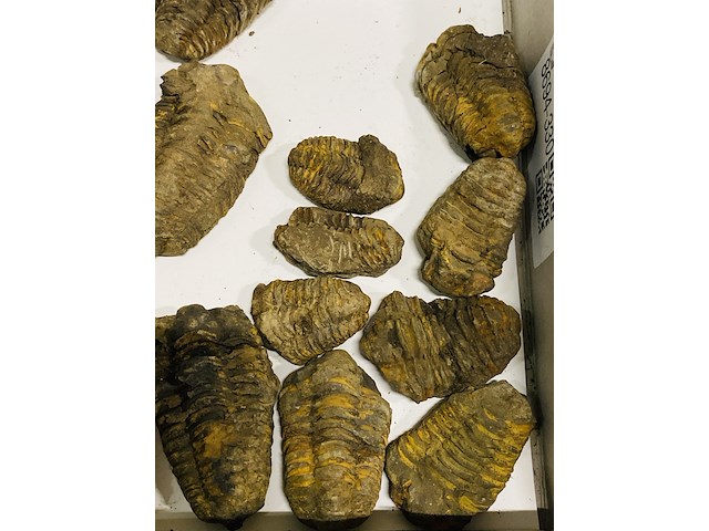 Ca. 26x trilobiet fossiel - afbeelding 4 van  6