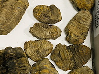 Ca. 26x trilobiet fossiel - afbeelding 4 van  6