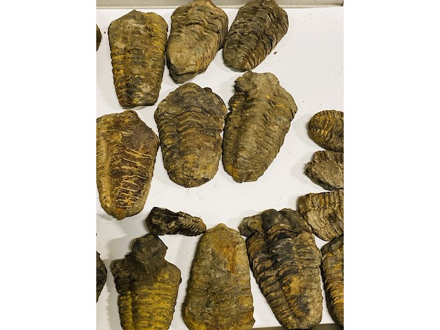 Ca. 26x trilobiet fossiel - afbeelding 5 van  6