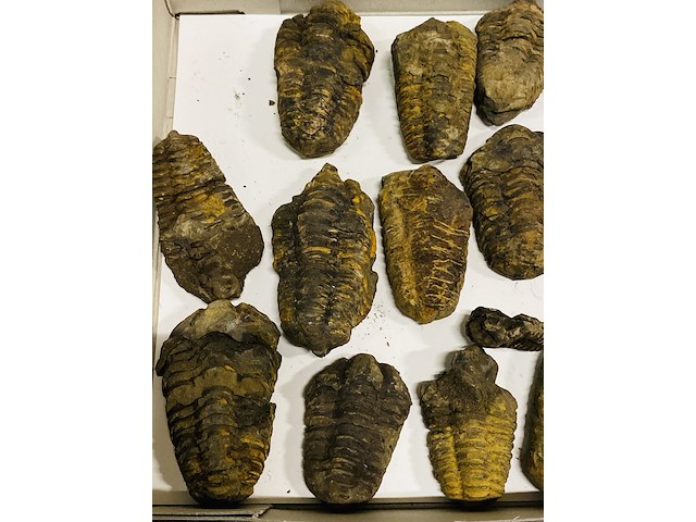 Ca. 26x trilobiet fossiel - afbeelding 6 van  6