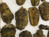 Ca. 26x trilobiet fossiel - afbeelding 6 van  6