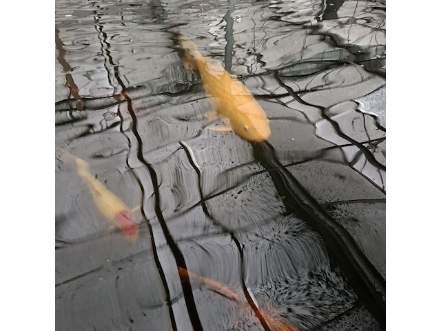 Ca. 30x koi karper 1x steur - afbeelding 2 van  12