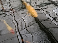 Ca. 30x koi karper 1x steur - afbeelding 2 van  12