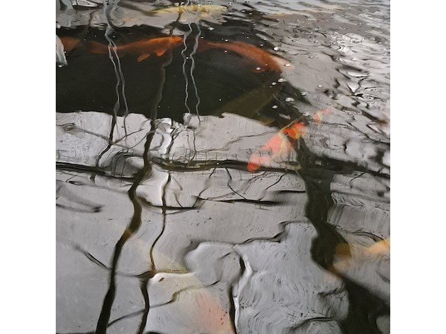 Ca. 30x koi karper 1x steur - afbeelding 3 van  12