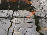 Ca. 30x koi karper 1x steur - afbeelding 3 van  12