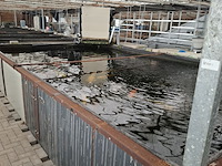 Ca. 30x koi karper 1x steur