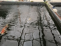 Ca. 30x koi karper 1x steur - afbeelding 5 van  12