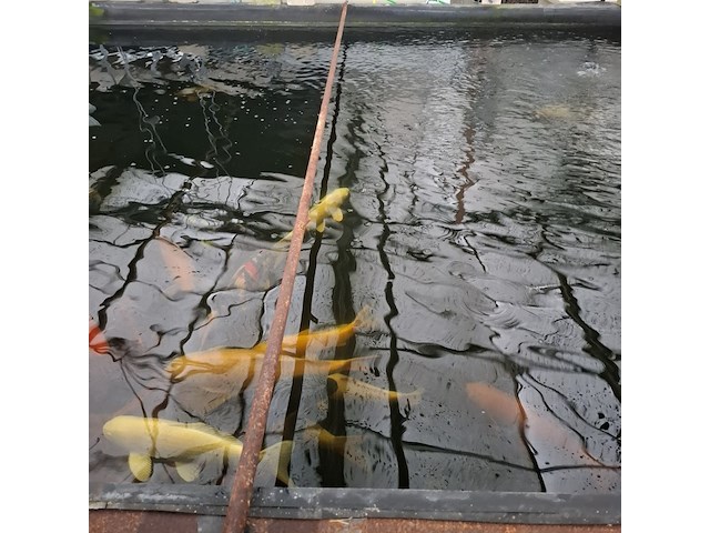 Ca. 30x koi karper 1x steur - afbeelding 6 van  12