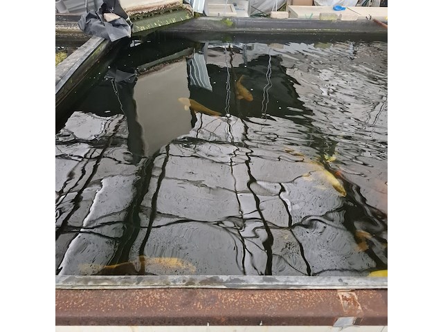 Ca. 30x koi karper 1x steur - afbeelding 7 van  12