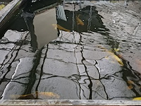 Ca. 30x koi karper 1x steur - afbeelding 7 van  12