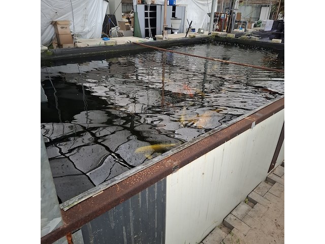 Ca. 30x koi karper 1x steur - afbeelding 8 van  12