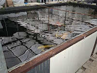 Ca. 30x koi karper 1x steur - afbeelding 8 van  12