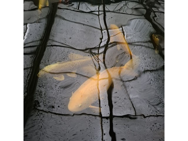 Ca. 30x koi karper 1x steur - afbeelding 9 van  12