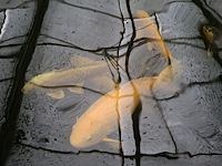 Ca. 30x koi karper 1x steur - afbeelding 9 van  12