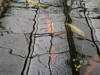 Ca. 30x koi karper 1x steur - afbeelding 10 van  12