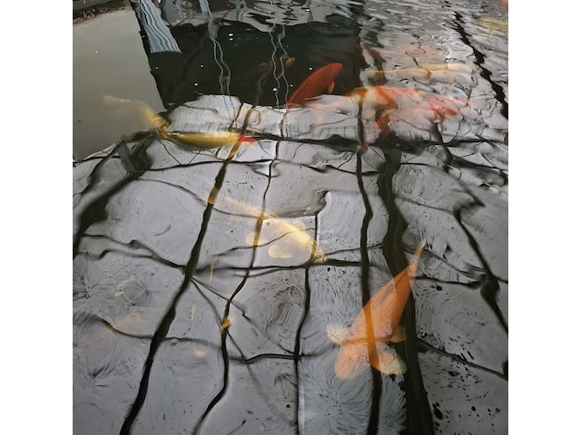 Ca. 30x koi karper 1x steur - afbeelding 11 van  12
