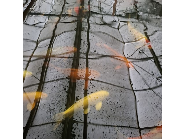 Ca. 30x koi karper 1x steur - afbeelding 12 van  12