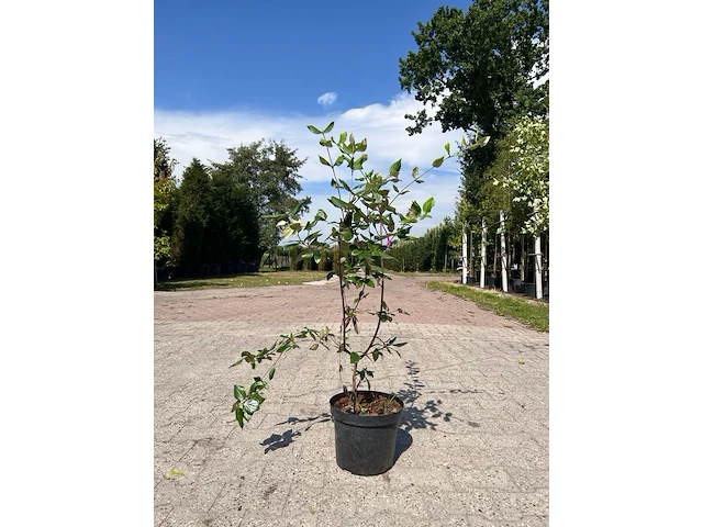 Ca. 30x sierstruik, forsythia, e.a., sierheester, bloei/herfstverkleuring, ca. 30-60 cm hoog - afbeelding 3 van  11