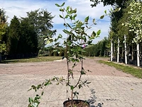 Ca. 30x sierstruik, forsythia, e.a., sierheester, bloei/herfstverkleuring, ca. 30-60 cm hoog - afbeelding 3 van  11