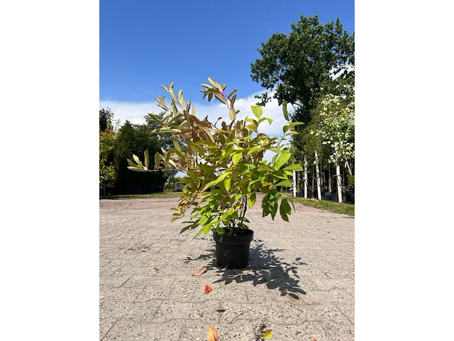 Ca. 30x sierstruik, forsythia, e.a., sierheester, bloei/herfstverkleuring, ca. 30-60 cm hoog - afbeelding 1 van  11