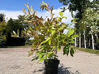 Ca. 30x sierstruik, forsythia, e.a., sierheester, bloei/herfstverkleuring, ca. 30-60 cm hoog