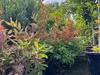 Ca. 30x sierstruik, forsythia, e.a., sierheester, bloei/herfstverkleuring, ca. 30-60 cm hoog - afbeelding 4 van  11