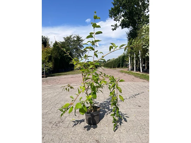 Ca. 30x sierstruik, forsythia, e.a., sierheester, bloei/herfstverkleuring, ca. 30-60 cm hoog - afbeelding 5 van  11
