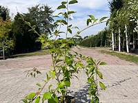 Ca. 30x sierstruik, forsythia, e.a., sierheester, bloei/herfstverkleuring, ca. 30-60 cm hoog - afbeelding 5 van  11