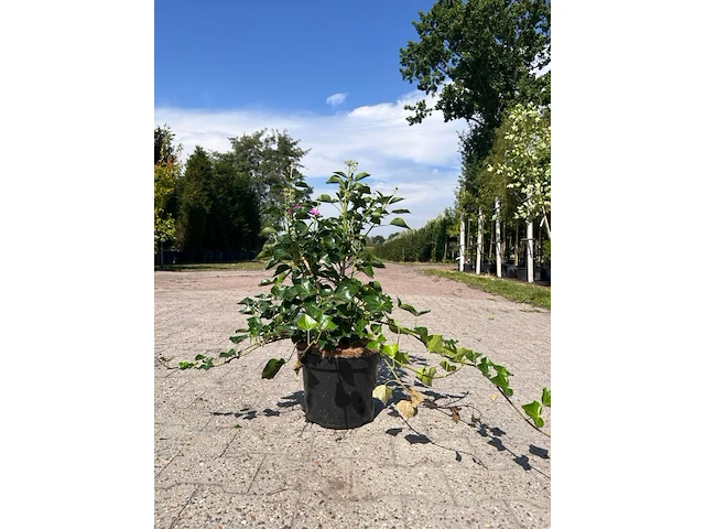 Ca. 30x sierstruik, forsythia, e.a., sierheester, bloei/herfstverkleuring, ca. 30-60 cm hoog - afbeelding 7 van  11