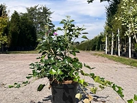 Ca. 30x sierstruik, forsythia, e.a., sierheester, bloei/herfstverkleuring, ca. 30-60 cm hoog - afbeelding 7 van  11