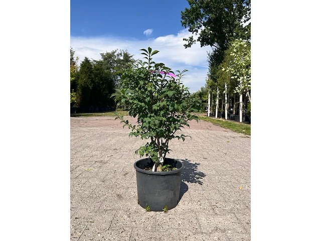 Ca. 30x sierstruik, forsythia, e.a., sierheester, bloei/herfstverkleuring, ca. 30-60 cm hoog - afbeelding 9 van  11