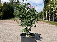 Ca. 30x sierstruik, forsythia, e.a., sierheester, bloei/herfstverkleuring, ca. 30-60 cm hoog - afbeelding 9 van  11