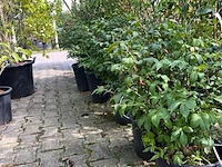 Ca. 30x sierstruik, forsythia, e.a., sierheester, bloei/herfstverkleuring, ca. 30-60 cm hoog - afbeelding 10 van  11