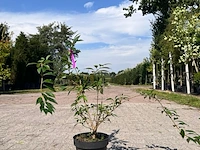 Ca. 30x sierstruik, forsythia, e.a., sierheester, bloei/herfstverkleuring, ca. 30-60 cm hoog - afbeelding 11 van  11