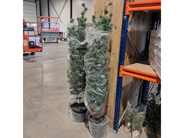 Ca. 32x kerstboompjes met en zonder verlichting , diverse modellen, merken en afmetingen - afbeelding 2 van  7