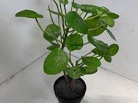 Ca. 33x kunstplant ikea, fekjka - afbeelding 2 van  14