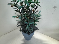 Ca. 33x kunstplant ikea, fekjka - afbeelding 7 van  14