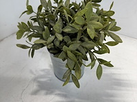 Ca. 33x kunstplant ikea, fekjka - afbeelding 10 van  14