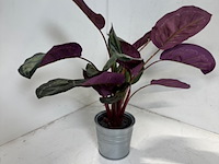 Ca. 33x kunstplant ikea, fekjka - afbeelding 12 van  14