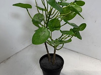 Ca. 33x kunstplant ikea, fekjka - afbeelding 14 van  14