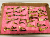 Ca. 33x onchopristis tand - afbeelding 1 van  5