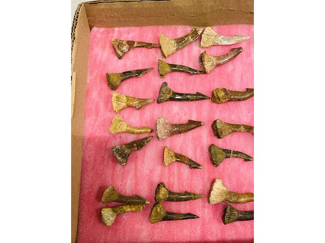 Ca. 33x onchopristis tand - afbeelding 2 van  5