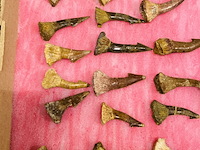 Ca. 33x onchopristis tand - afbeelding 2 van  5