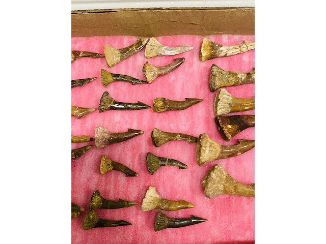 Ca. 33x onchopristis tand - afbeelding 3 van  5